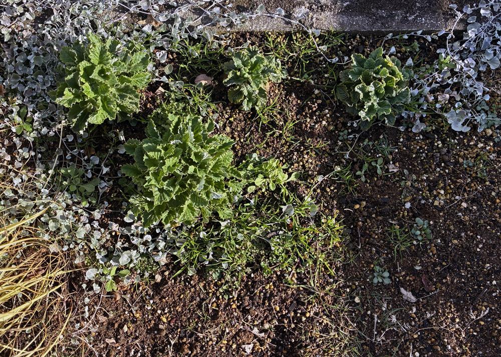 プリムラマラコイデス耐寒性タイプを地植えで育てているところ（12月の様子）苗の大きさに差が出てきた