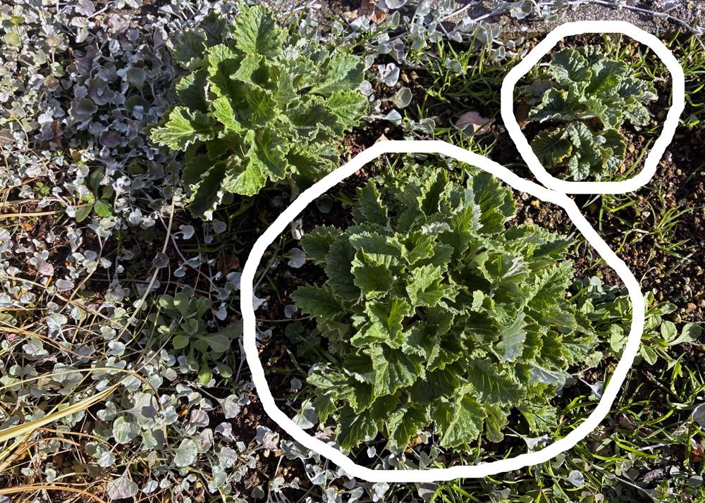 プリムラマラコイデス耐寒性タイプを地植えで育てているところ（12月の様子）苗の大きさに差が出てきた