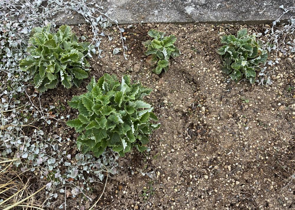 プリムラマラコイデス耐寒性タイプを地植えで育てているところ（1月の様子）冬に雪が降ったあと