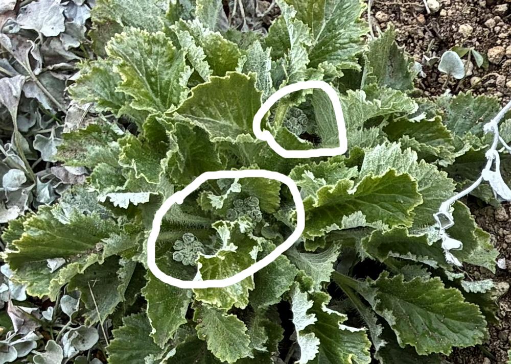 プリムラマラコイデス耐寒性タイプを地植え（1月の様子）冬に雪が降ったあとに花芽を確認