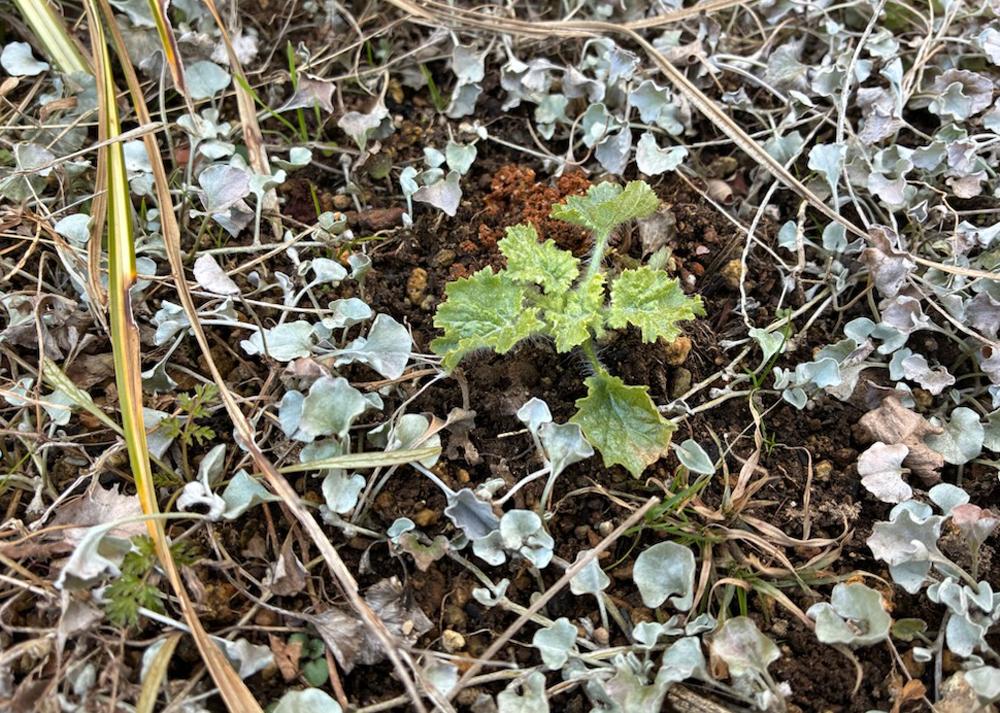 成長の悪いプリムラマラコイデス耐寒性タイプ（1月の様子）地植え