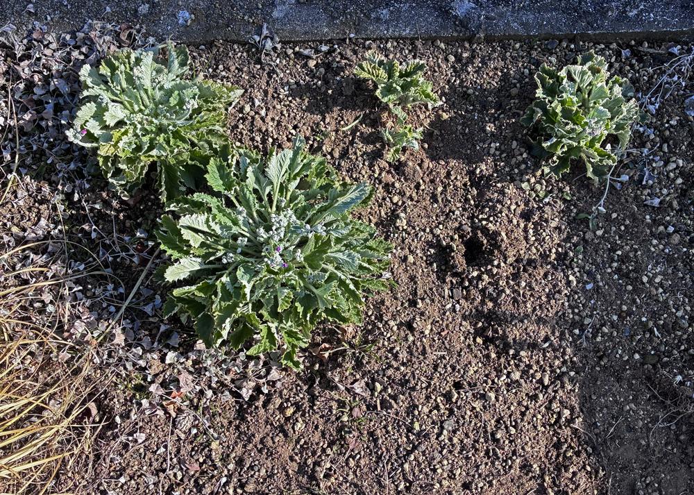 プリムラマラコイデス耐寒性タイプを地植え（1月の様子）蕾の膨らみと小さな苗のわき芽の様子