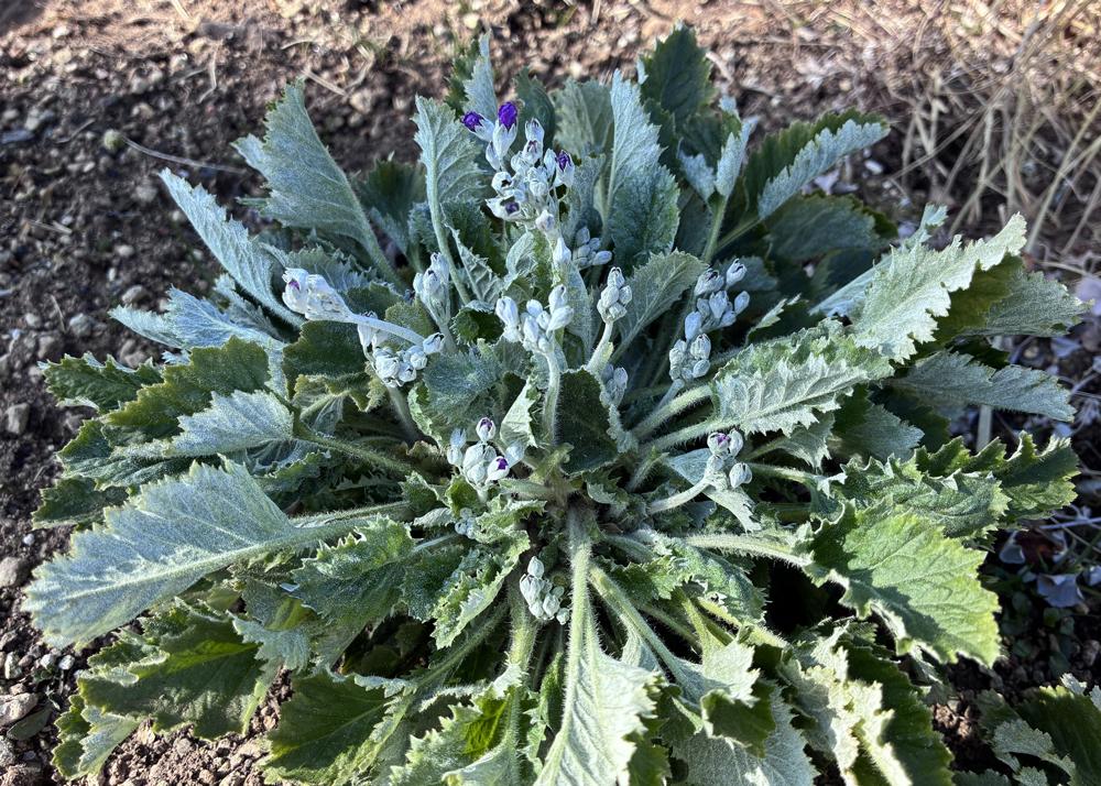 プリムラマラコイデス耐寒性タイプを地植え（1月の様子）中心から新しい花茎が伸びて、蕾もふくらんできたところ