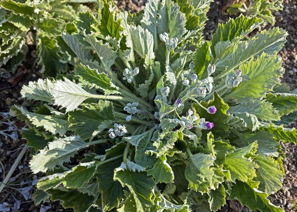 プリムラマラコイデス耐寒性タイプを地植え（1月の様子）中心から新しい花茎が伸びて、蕾もふくらんできたところ