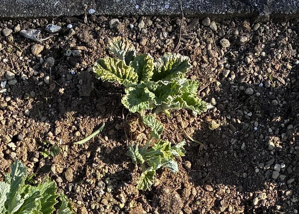 プリムラマラコイデス耐寒性タイプを地植え（1月の様子）小さな苗のわき芽の様子