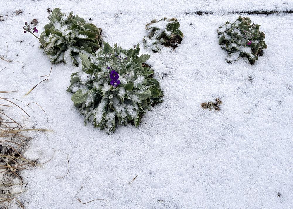 プリムラマラコイデス耐寒性タイプを地植え（2月の様子）冬に雪が降ったときの様子