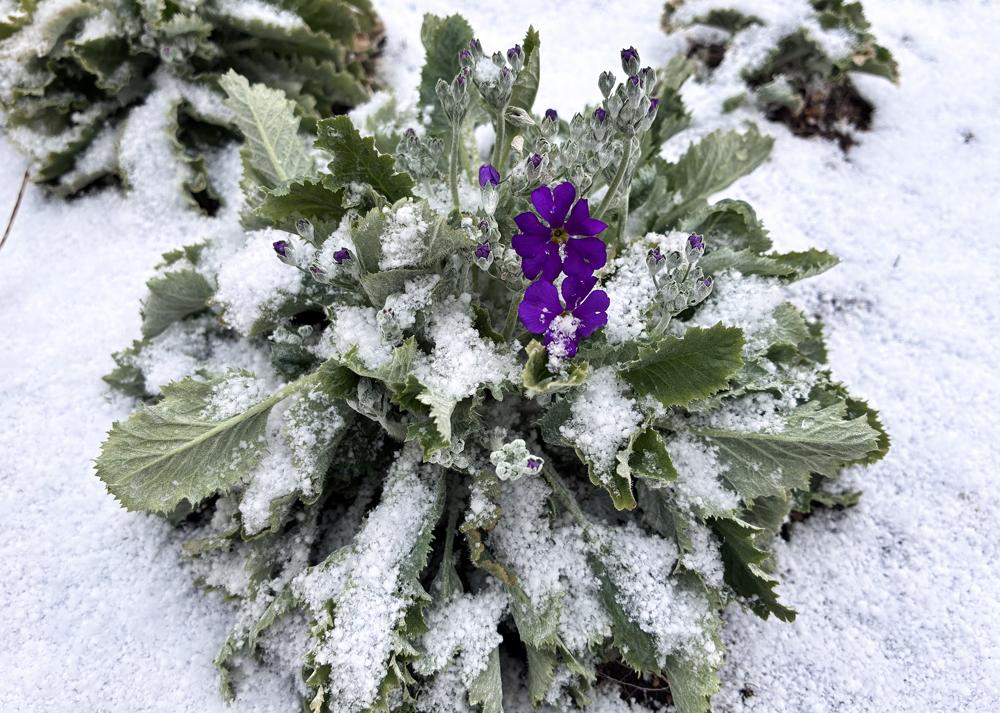 プリムラマラコイデス耐寒性タイプを地植え（2月の様子）冬に雪が降ったときの様子（開花を確認）