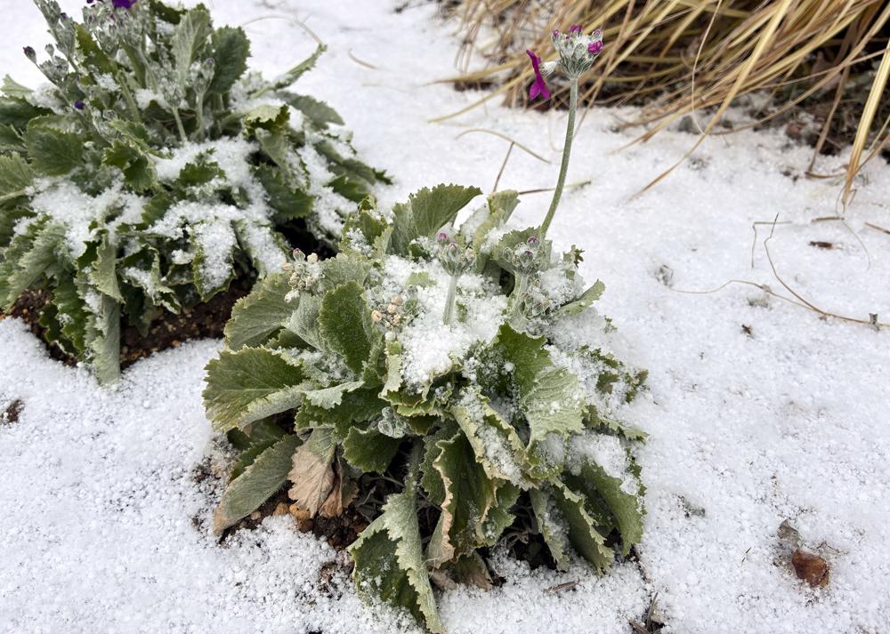プリムラマラコイデス耐寒性タイプを地植え（2月の様子）冬に雪が降ったときの様子（花茎が伸びているが下葉は傷んでいる）