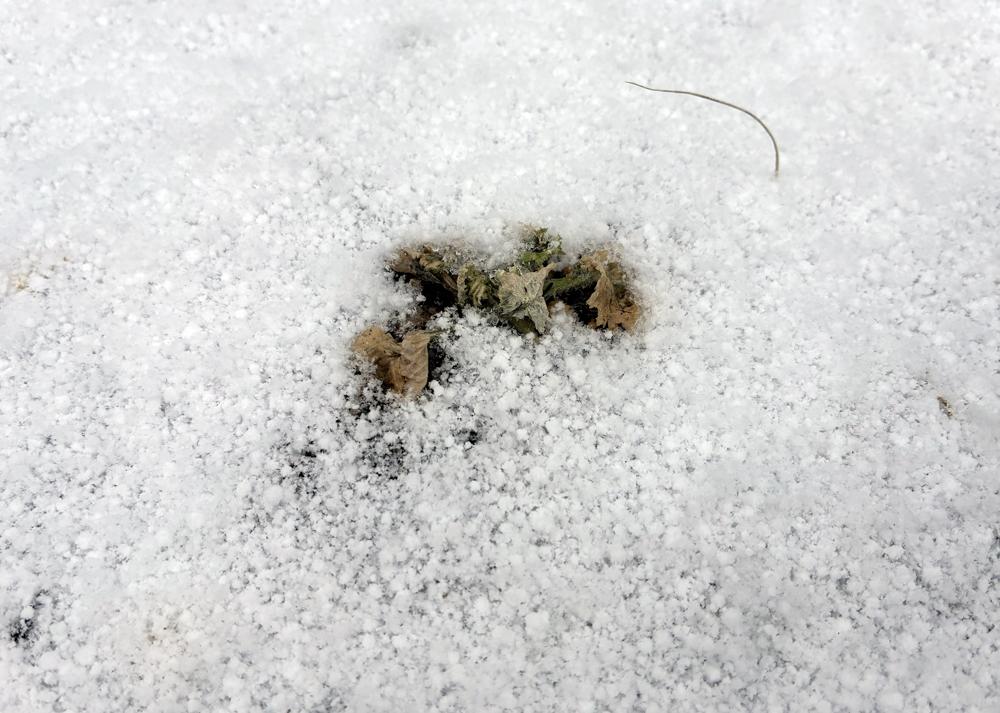 プリムラマラコイデス耐寒性タイプを地植え（2月の様子）冬に雪が降ったときの様子、成長の悪かった株が枯れそうなところ