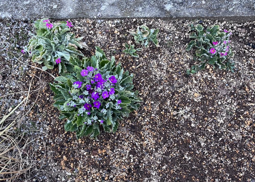 プリムラマラコイデス耐寒性タイプを地植え（2月の様子）成長差がある中で花が増えた様子