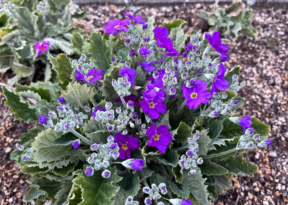 プリムラマラコイデス耐寒性タイプを地植え（2月の様子）成長差がある中で花が増えた様子
