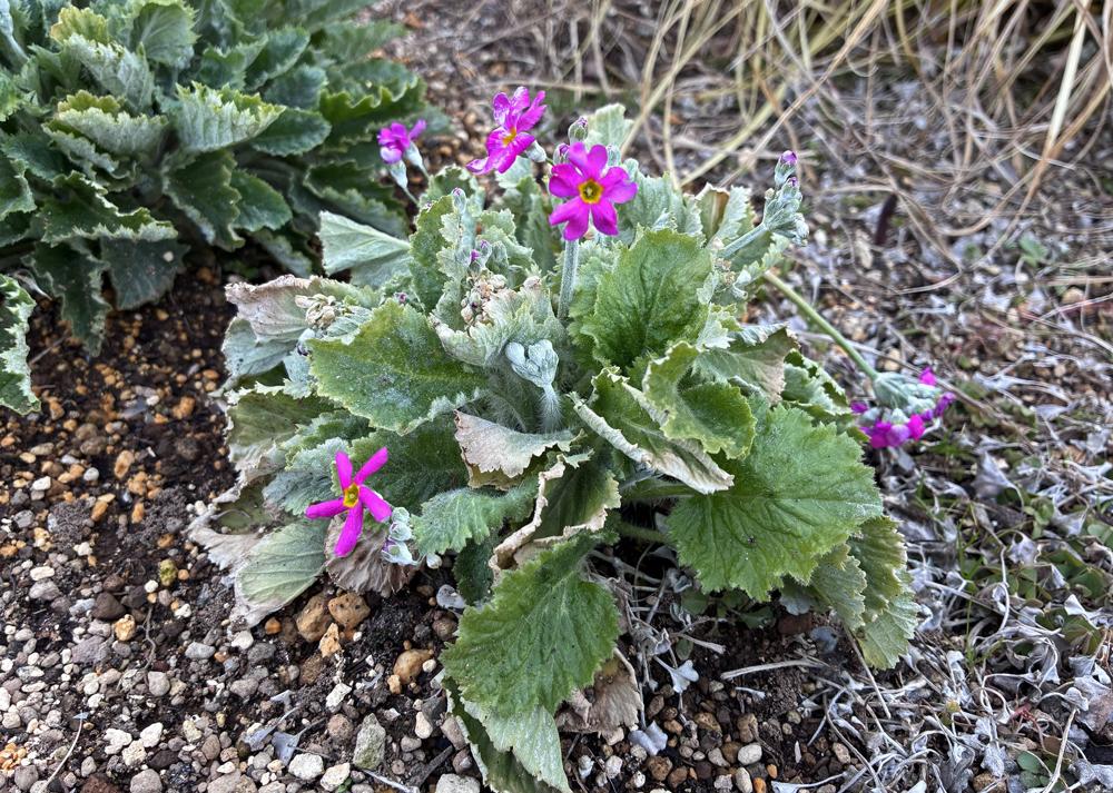プリムラマラコイデス耐寒性タイプを地植え（2月の様子）葉も蕾も傷んでボロボロな苗