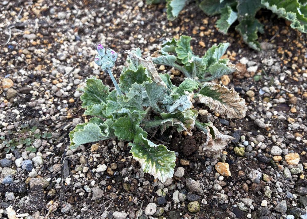 プリムラマラコイデス耐寒性タイプを地植え（2月の様子）わき芽が出ている小さい苗の花茎が伸びて蕾がふくらんでいるところ