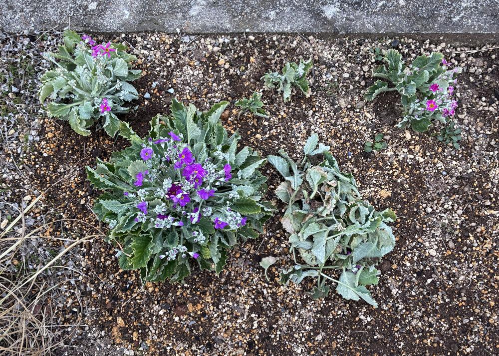 プリムラマラコイデス耐寒性タイプを地植え（2月の様子）傷んだ下葉を取り除いたところ