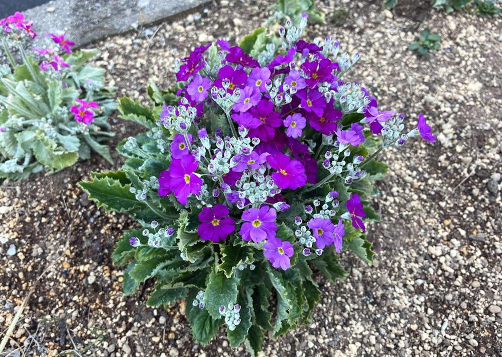 プリムラマラコイデス耐寒性タイプを九州の庭で地植え（花が開花したところ）