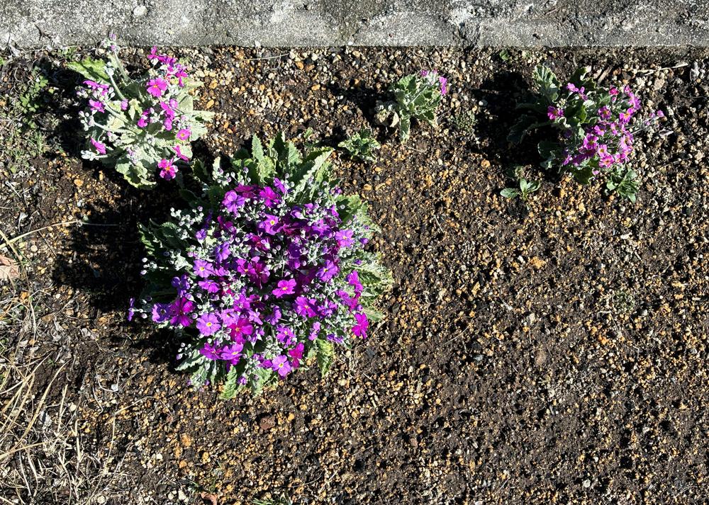 プリムラマラコイデス耐寒性タイプを地植え（2月の様子）小さい苗にも花が咲き始めたところ