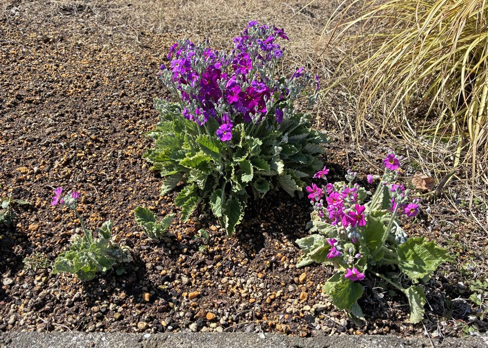 プリムラマラコイデス耐寒性タイプを地植え（2月の様子）花茎が伸び、苗の高さにも差が出ているところ