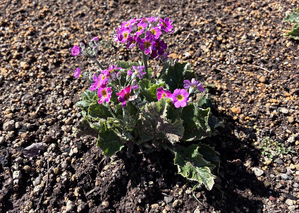 プリムラマラコイデス耐寒性タイプを地植え（2月の様子）小さい苗のピンク色の花