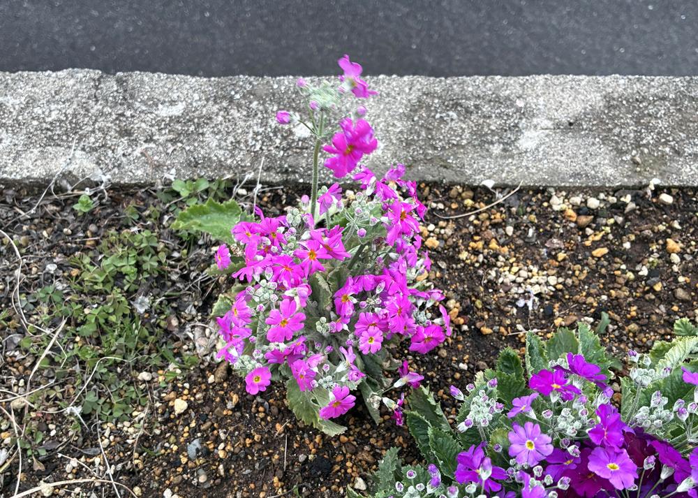 プリムラマラコイデス耐寒性タイプを地植え（3月の様子）花のボリュームが増えたところ