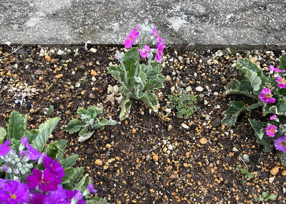 プリムラマラコイデス耐寒性タイプを地植え（3月の様子）増えたわき芽（側芽）にも、小さな花芽が出ているところ