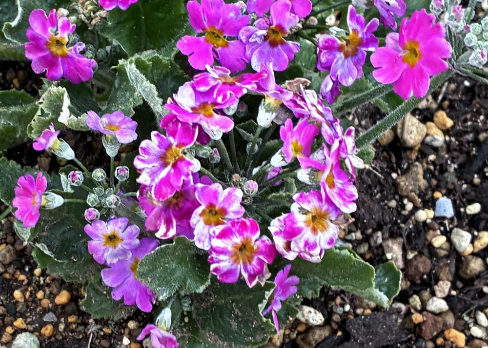 プリムラマラコイデス耐寒性タイプを地植え（3月の様子）花のボリュームが増えたが、花びらが少し波打ち花びらに少し白いスジがあるところ