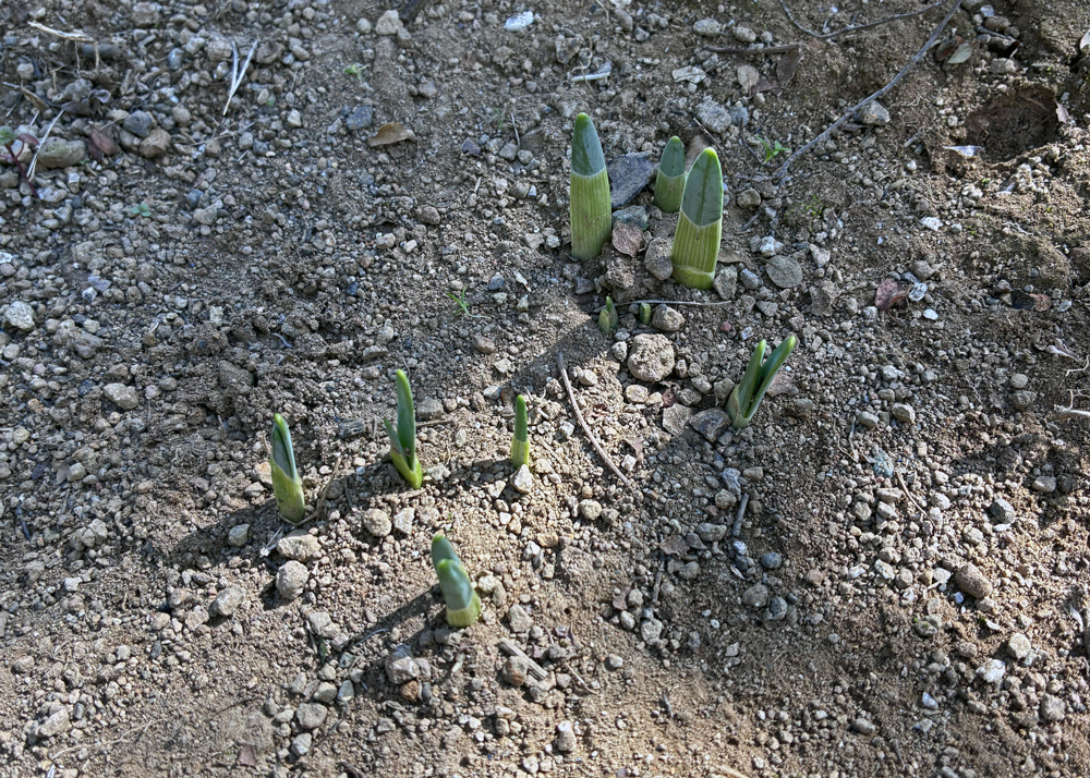 ラッパ水仙の芽出しの様子