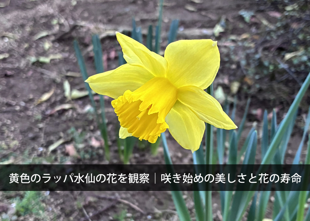 黄色のラッパ水仙の花を観察｜咲き始めの美しさと花の寿命