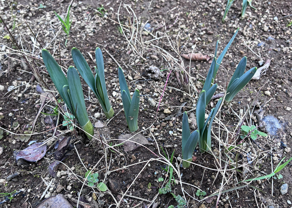 ラッパ水仙の芽が伸びて、中心から新しい葉が出てきたところ。