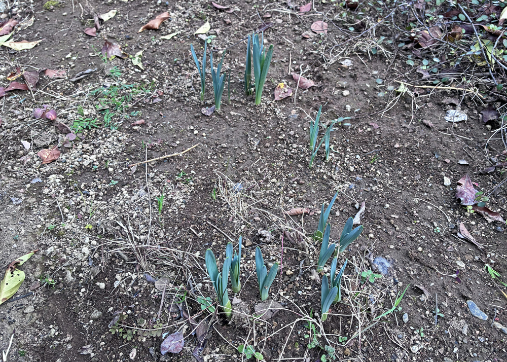 九州の庭で地植えのラッパ水仙