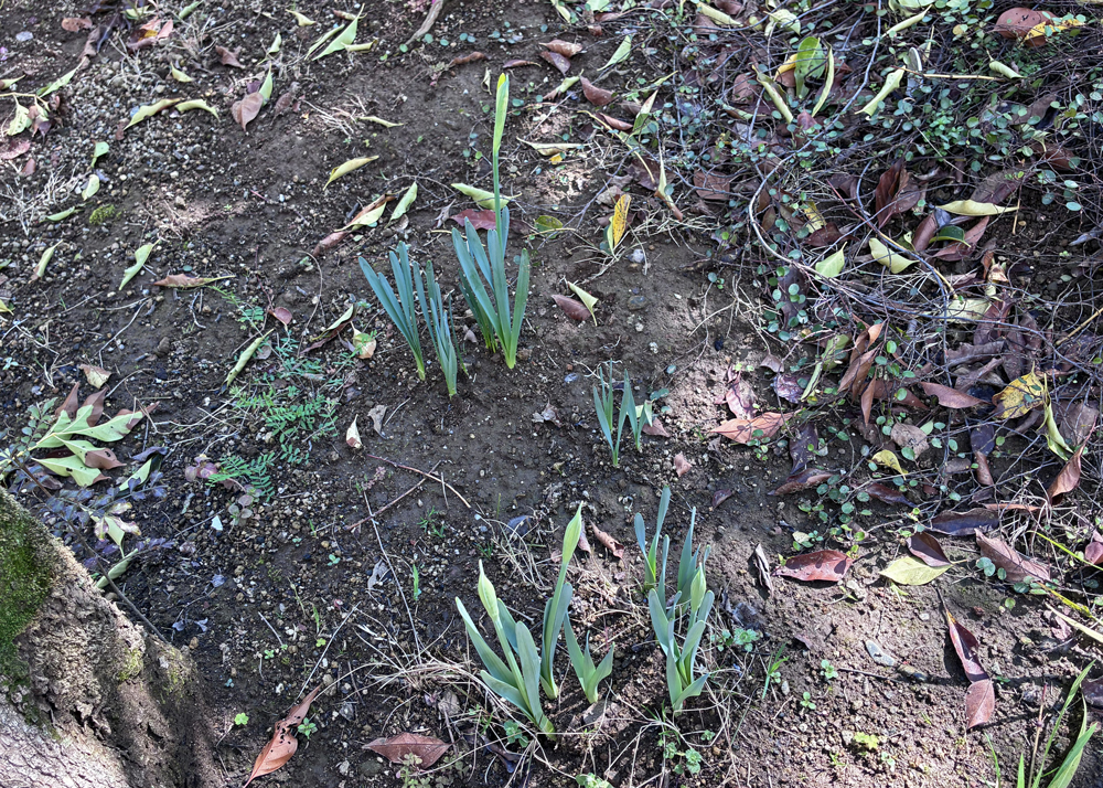 地植えのラッパ水仙のつぼみがあがってきたところ
