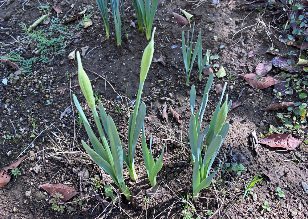 黄色ラッパ水仙のつぼみの様子