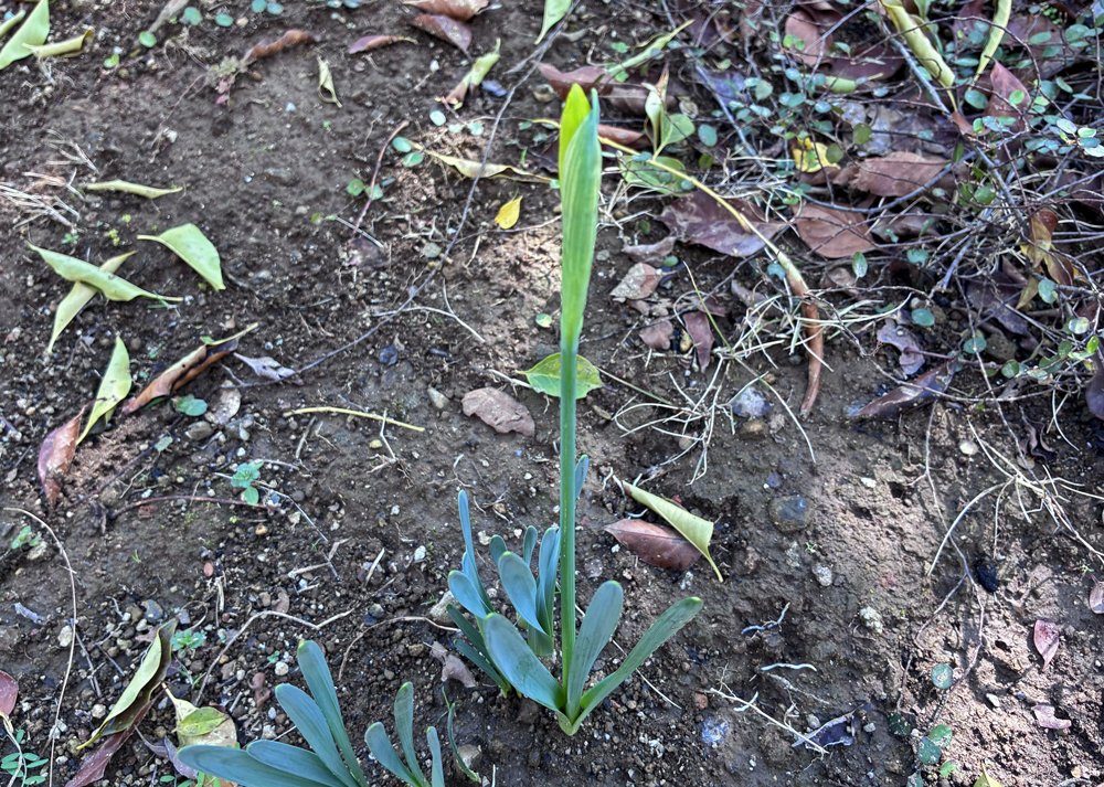 黄色ラッパ水仙のつぼみの様子