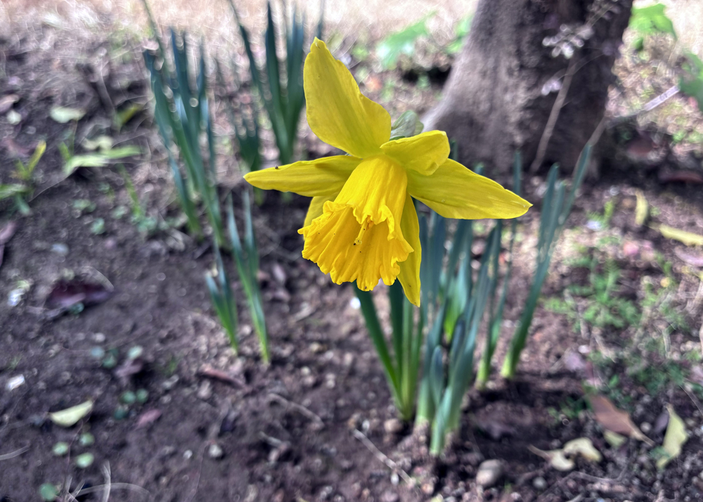 2月下旬に開花した地植えの黄色ラッパ水仙