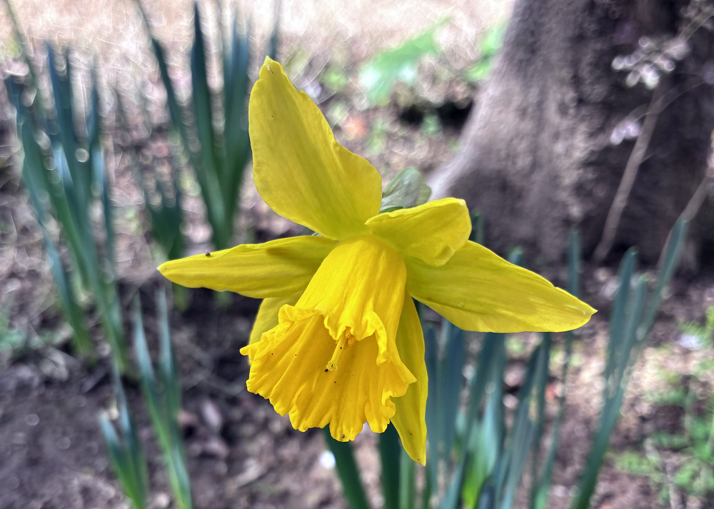 咲き始めの黄色ラッパ水仙
