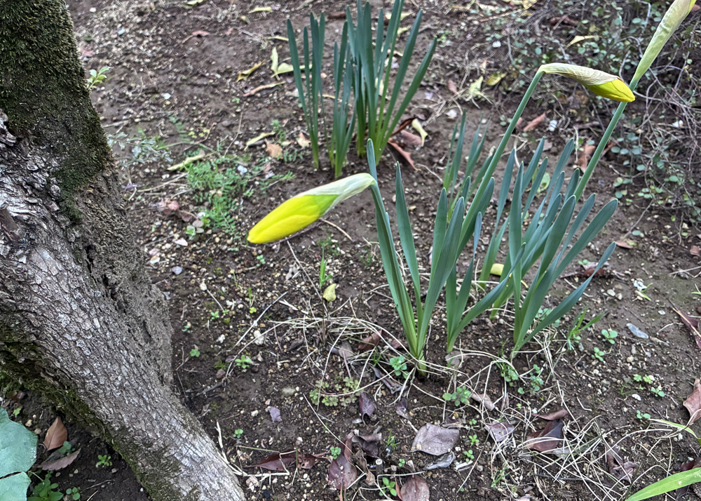 黄色ラッパ水仙のつぼみの様子