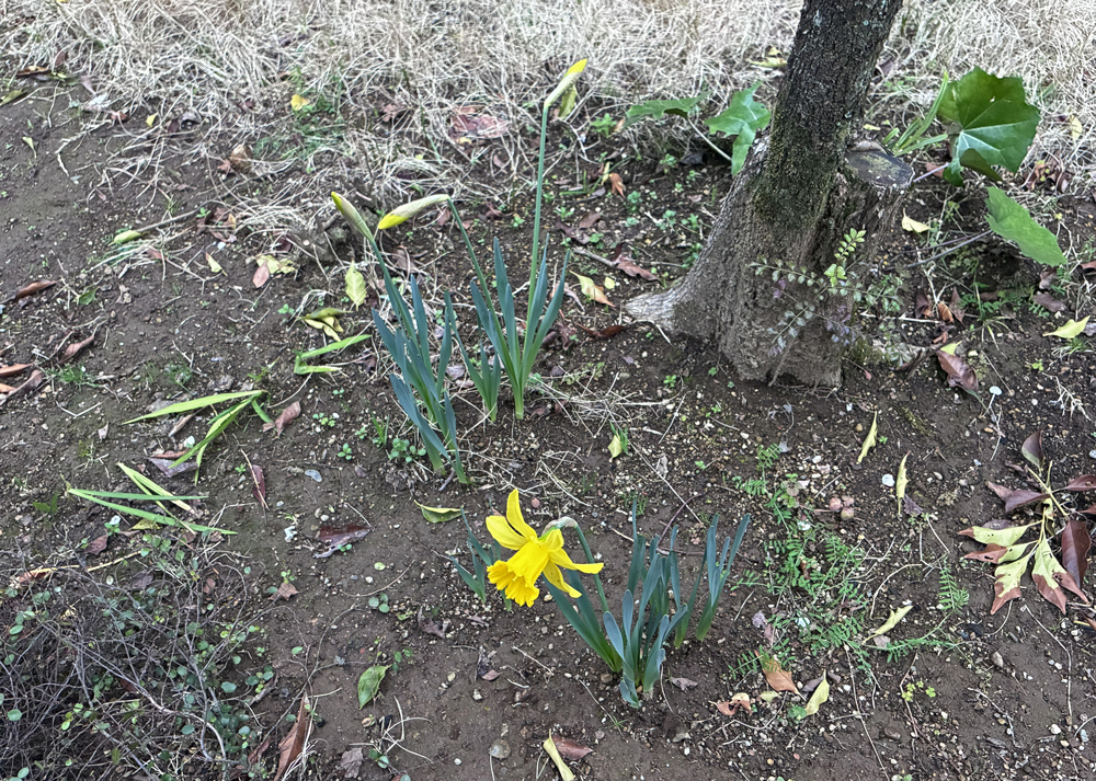 黄色ラッパ水仙のつぼみがふくらむ様子