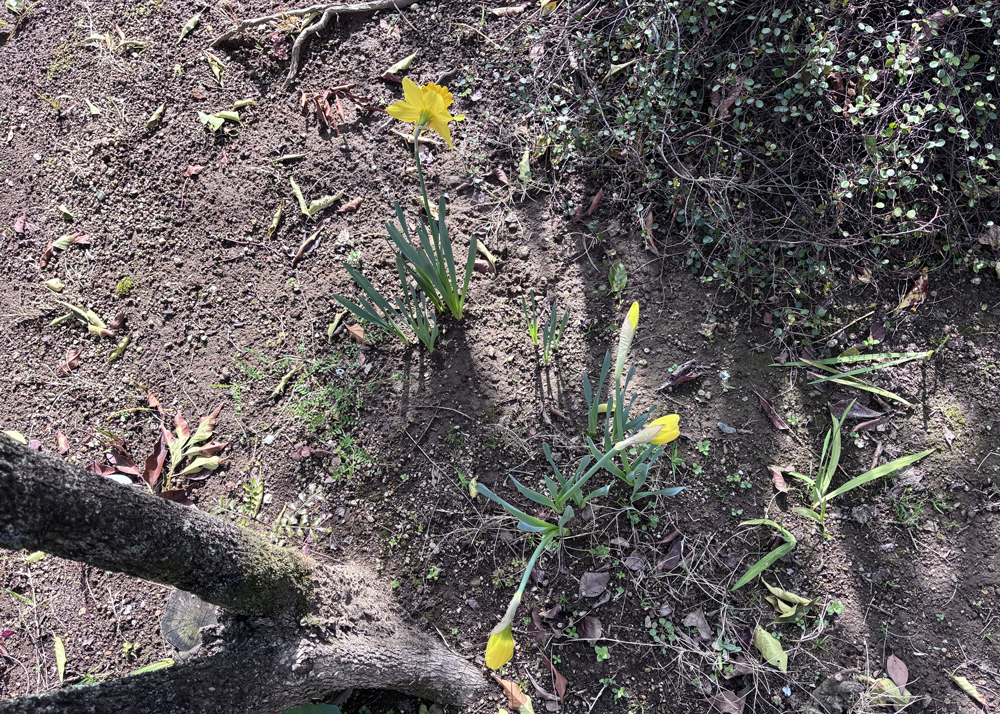 地植えの黄色ラッパ水仙のつぼみがふくらむ様子