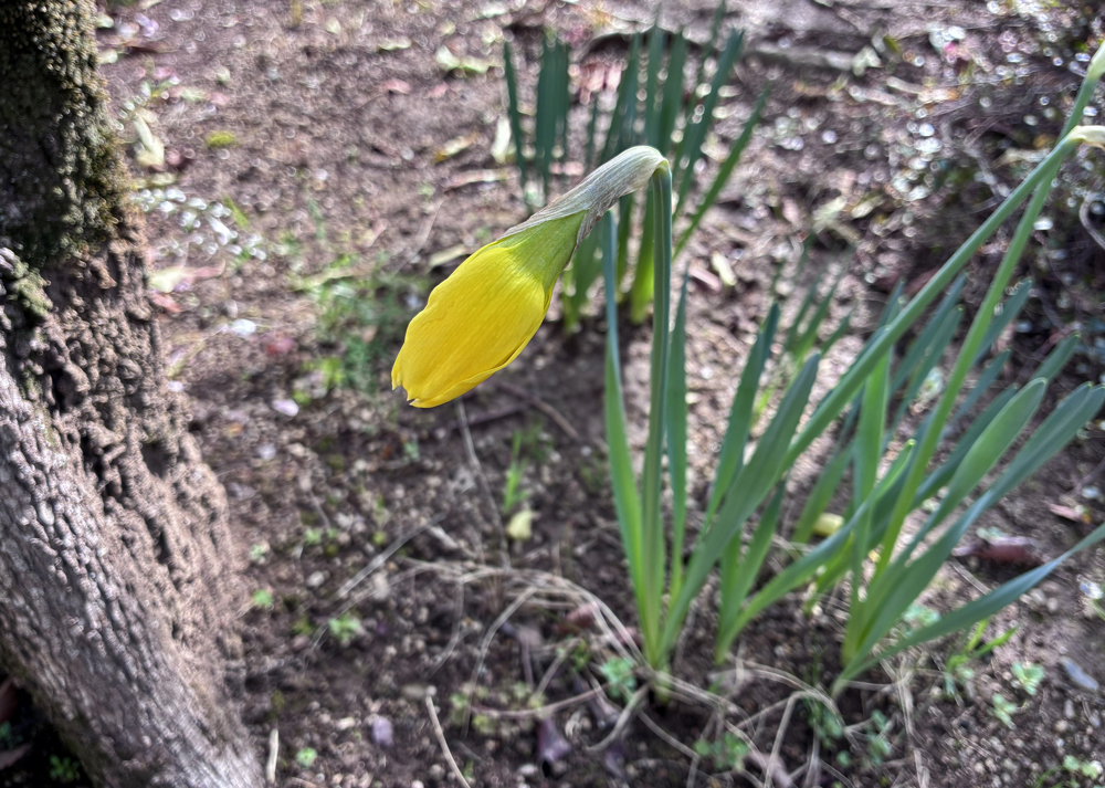 黄色ラッパ水仙のつぼみの様子