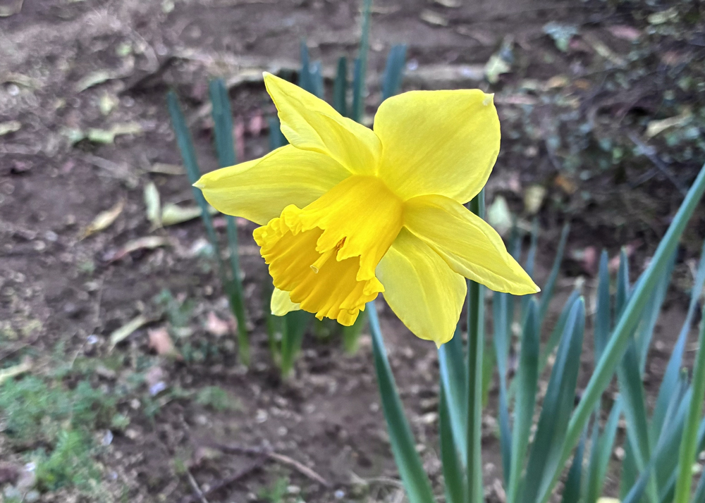開花して数時間後の黄色ラッパ水仙