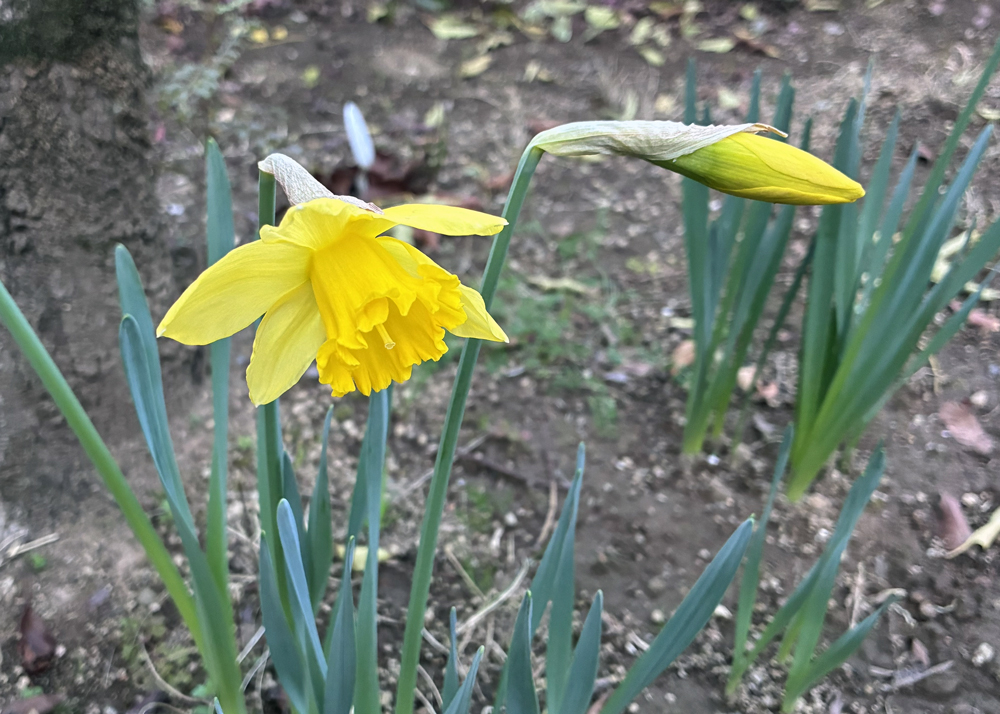 黄色ラッパ水仙の花弁が開き始めた状態