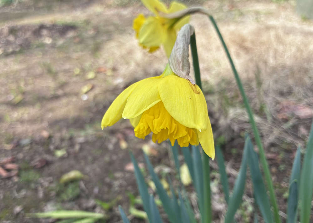 黄色ラッパ水仙の花弁が開き始めた状態