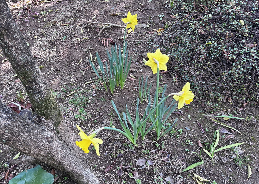 九州の庭で地植えで育てている黄色ラッパ水仙