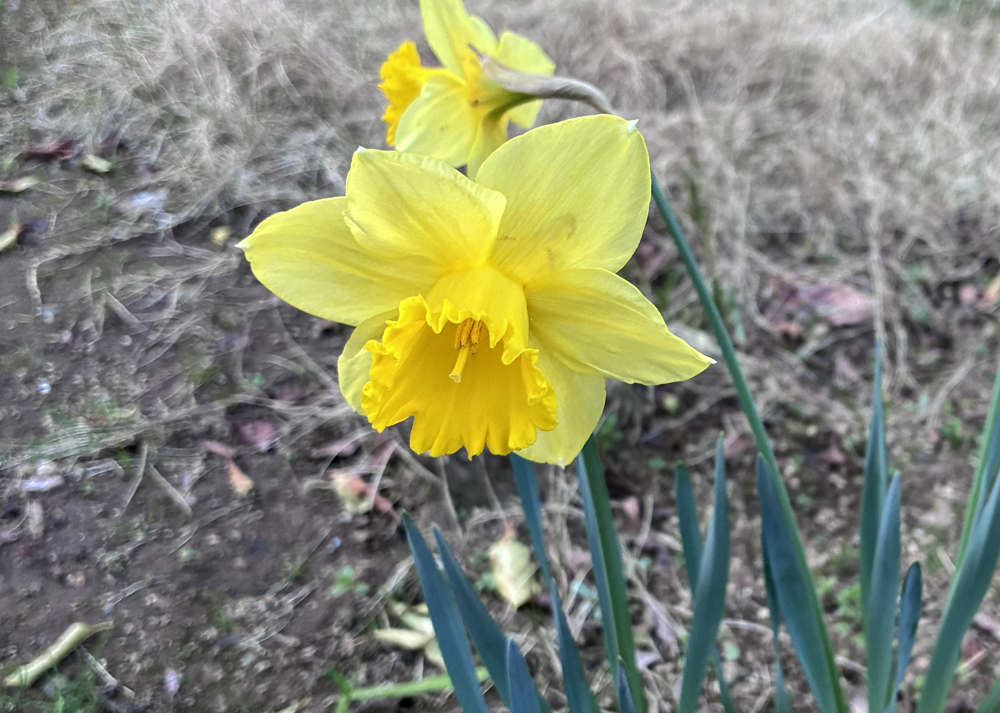 黄色の地植えのラッパ水仙が開花した様子