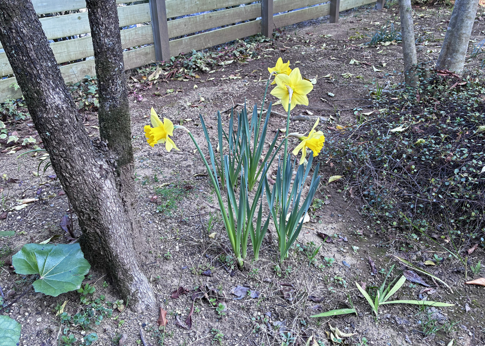 支柱なしで、倒れた花茎が元に戻っていた黄色ラッパ水仙