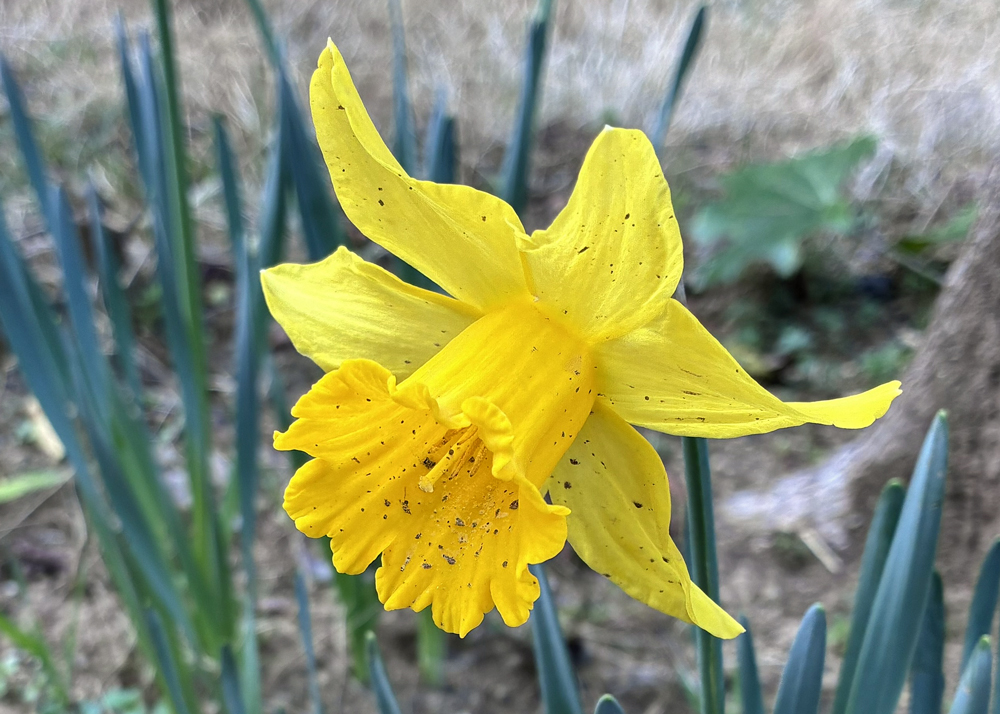 咲いて約2週間後の黄色ラッパ水仙(花が終わりかけ)