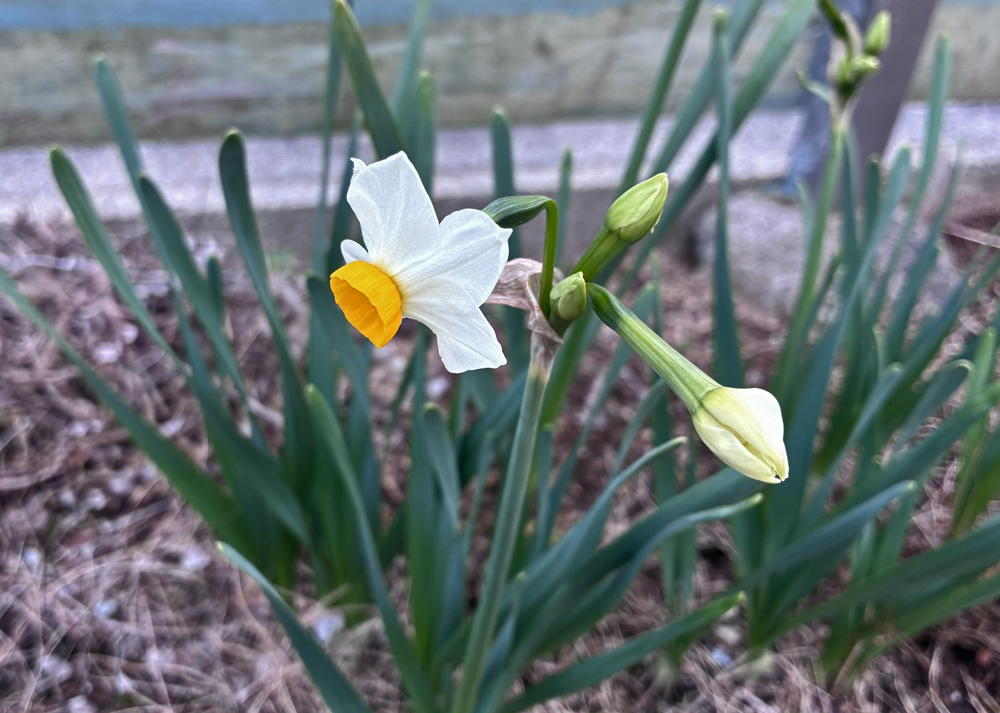 小さい花が房状につく白い水仙のつぼみの様子