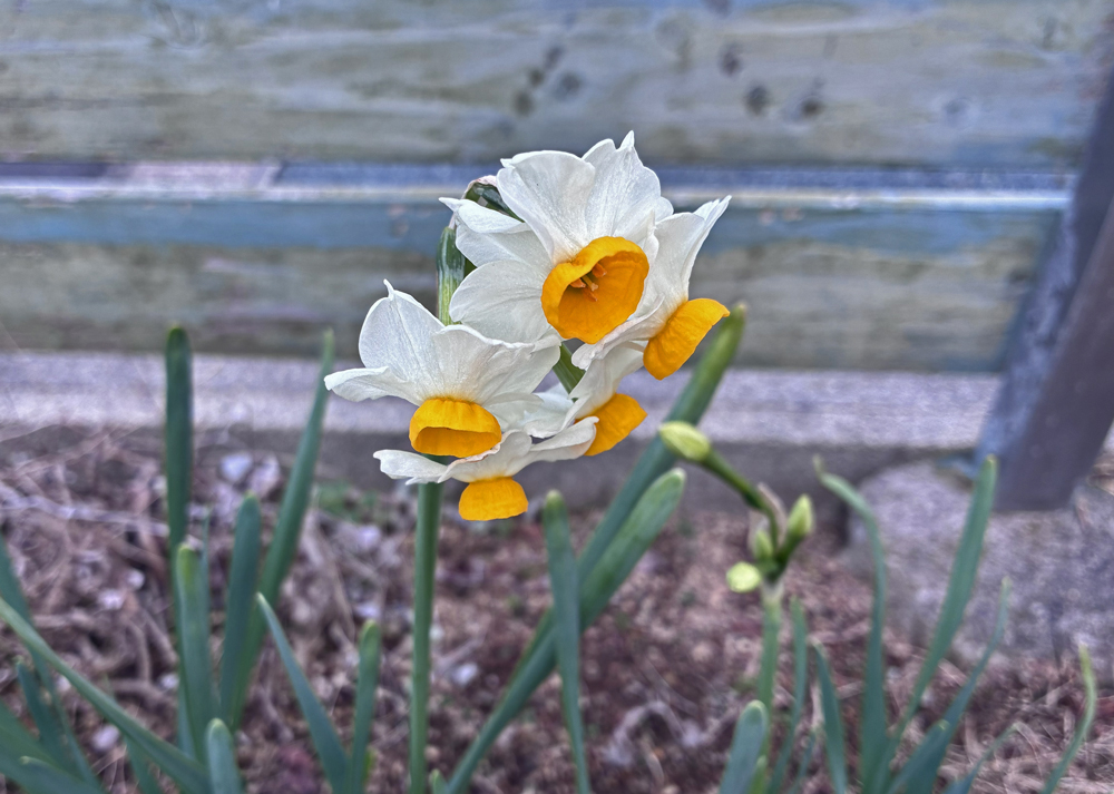 小さい花が房状についた白い水仙