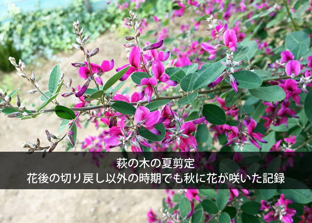 萩の木の夏剪定｜花後の切り戻し以外の時期でも秋に花が咲いた記録
