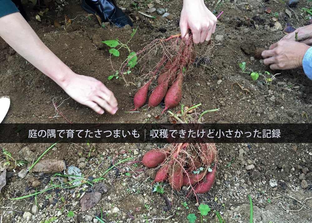 庭の隅で育てたさつまいも｜収穫できたけど小さかった記録