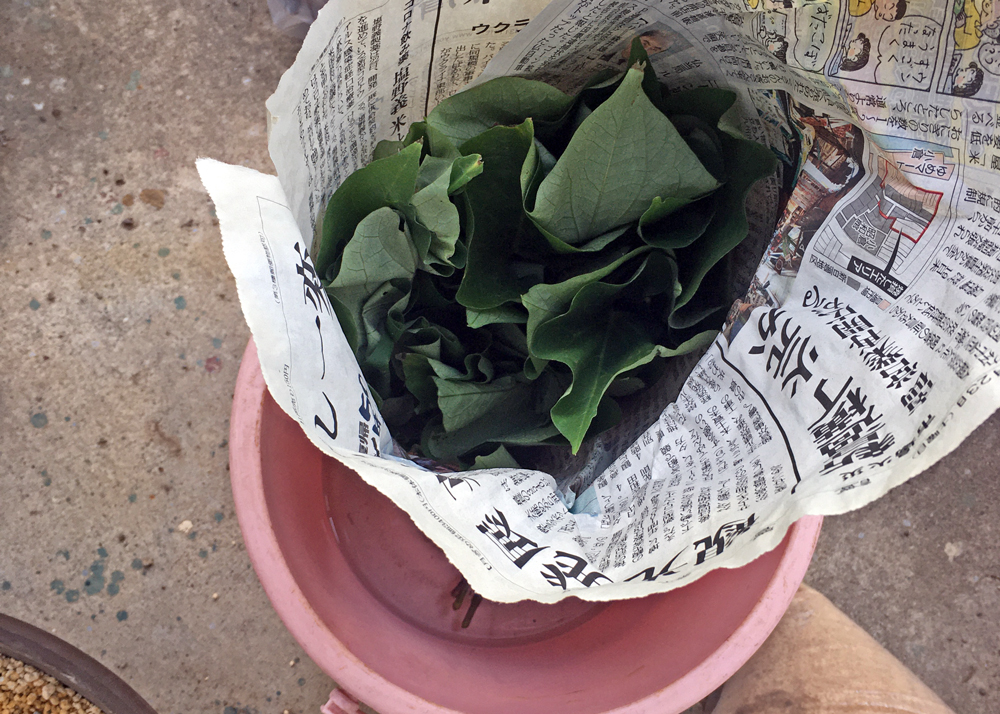 さつまいもの苗